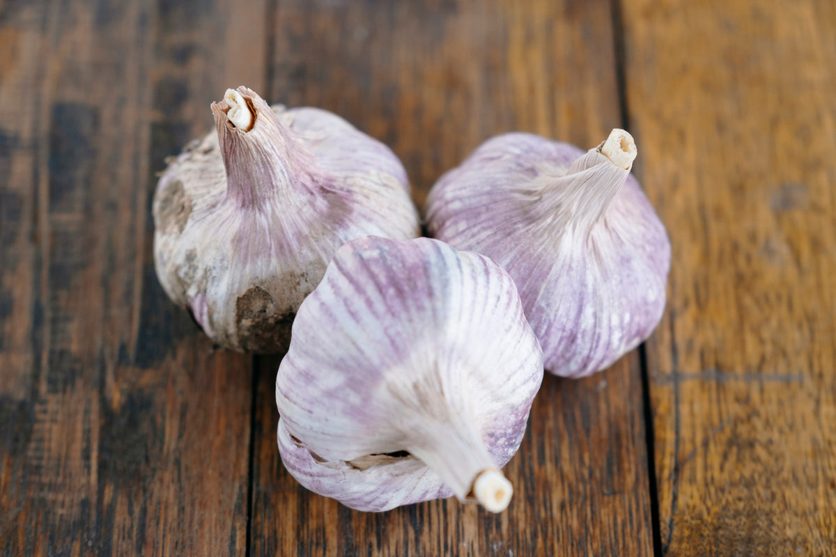 Garlic