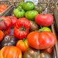 Organic Veggie Box