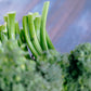 Broccolini