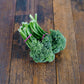 Broccolini