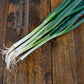 Spring Onion
