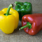 Capsicum