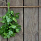 Fresh Coriander