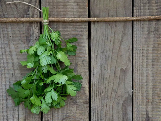 Fresh Coriander