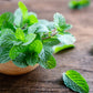 Fresh Mint